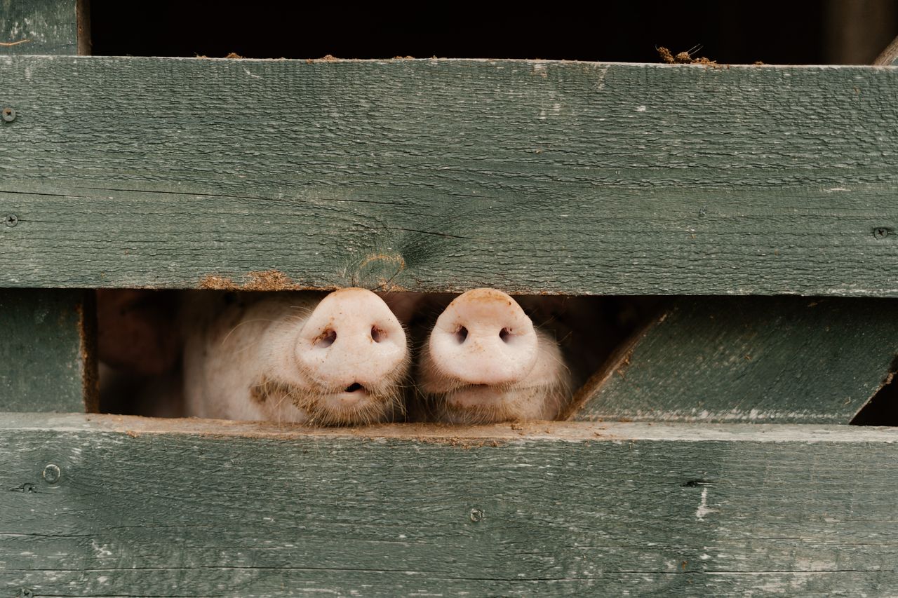 services-04 Two pig snouts peeking through a wooden fence on a farm, showcasing playful curiosity.