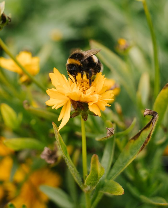 The Art of Drawing Readers In: Your attractive post title goes here Bumblebee collecting nectar from a vibrant yellow flower during daylight in a lush garden setting.