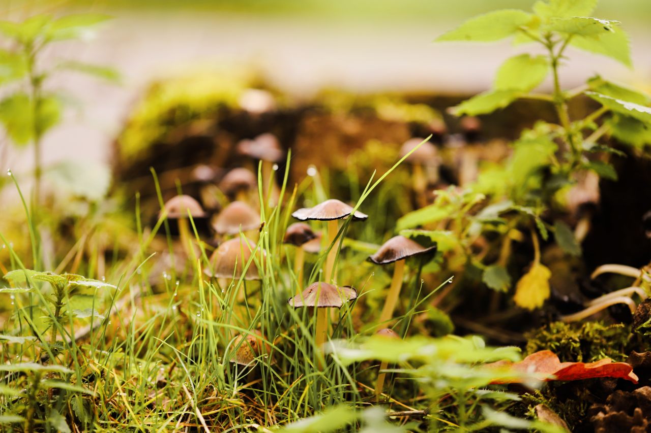 Crafting Captivating Headlines: Your awesome post title goes here Macro shot of mushrooms and grass in a lush forest setting.