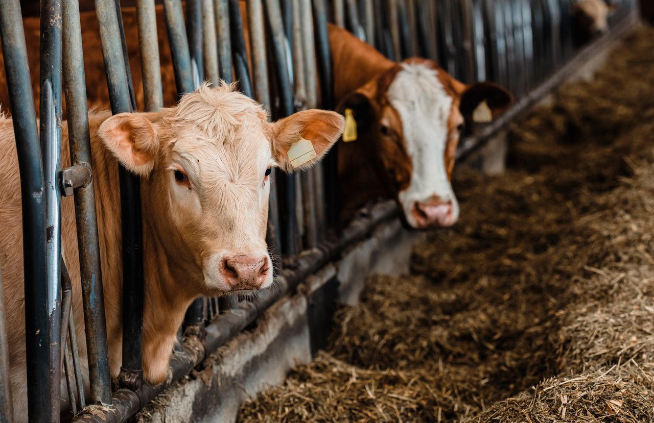 heros-img Two cows in a barn feeding area, showing agricultural livestock setting.