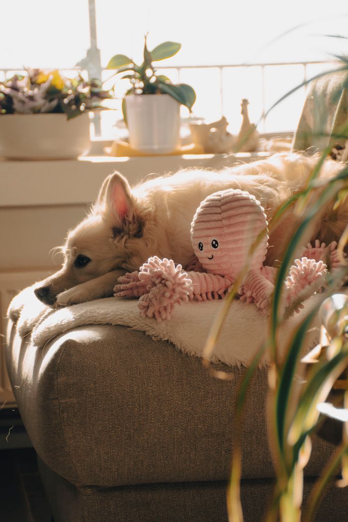 about-us A fluffy dog lounges comfortably with a pink plush toy in a warm indoor setting.