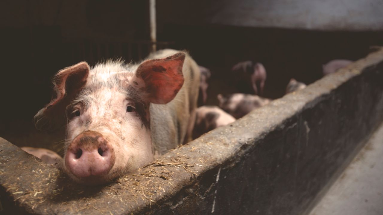 services-03 Close-up of a curious pig in a barn, highlighting farm life.